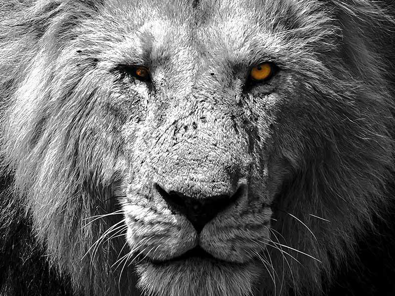 Private Safari Travel foto