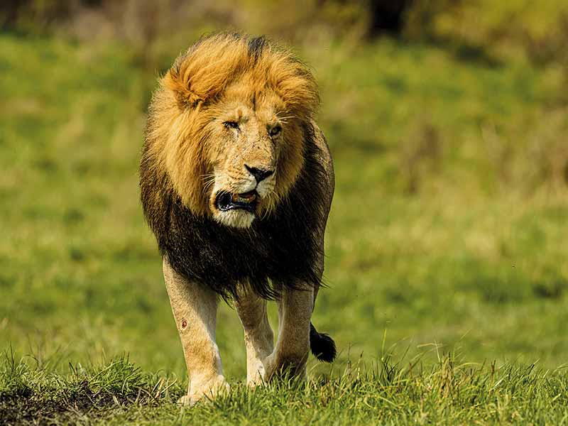 Private Safari Travel foto