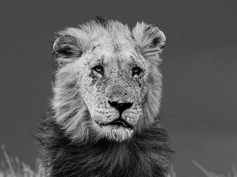 Private Safari Travel foto