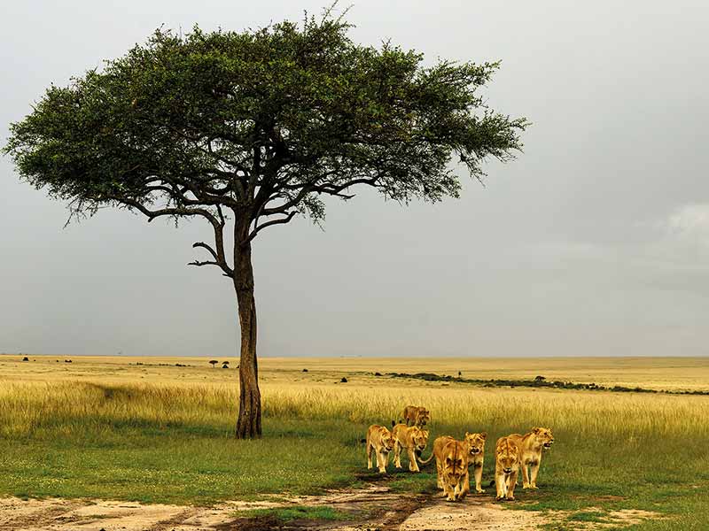 Private Safari Travel foto