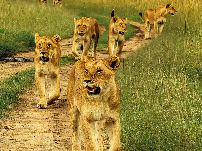 Private Safari Travel foto