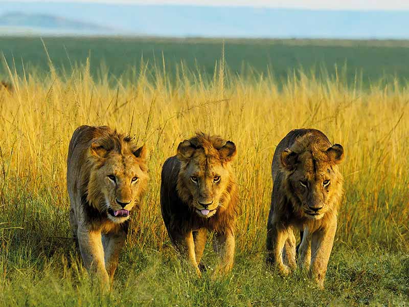 Private Safari Travel foto