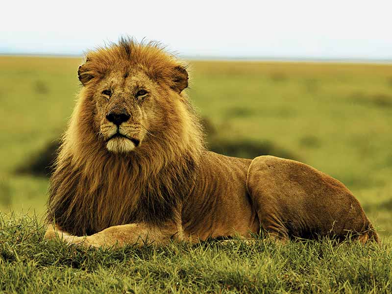 Private Safari Travel foto