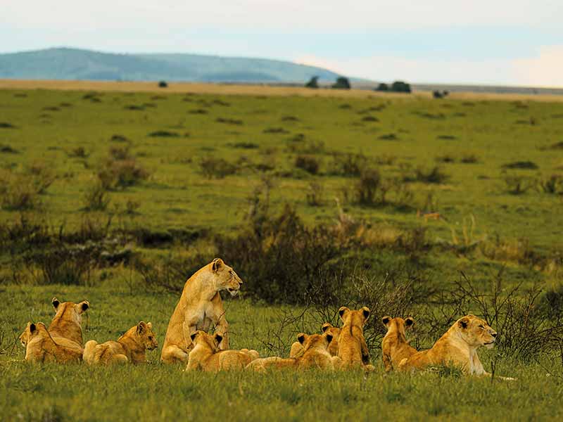 Private Safari Travel foto