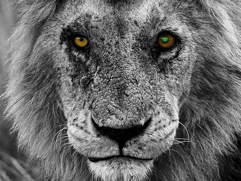 Private Safari Travel foto