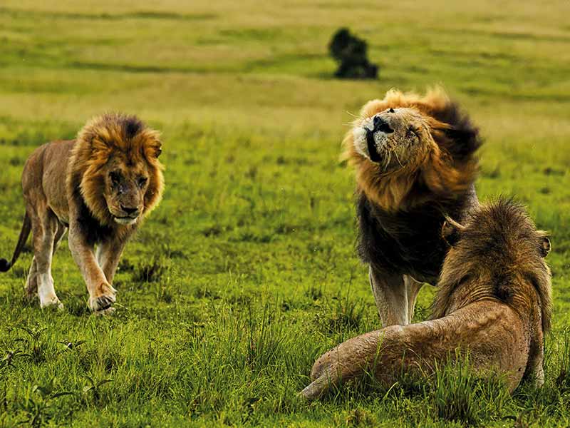Private Safari Travel foto