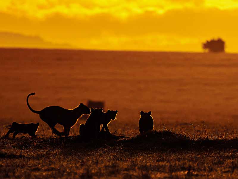 Private Safari Travel foto