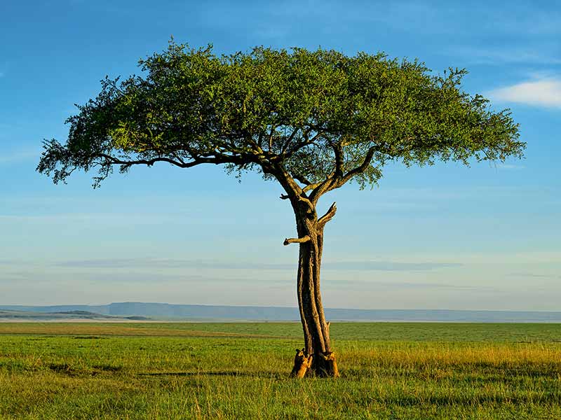 Private Safari Travel foto