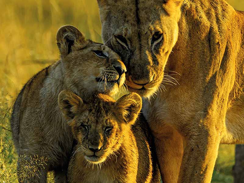 Private Safari Travel foto