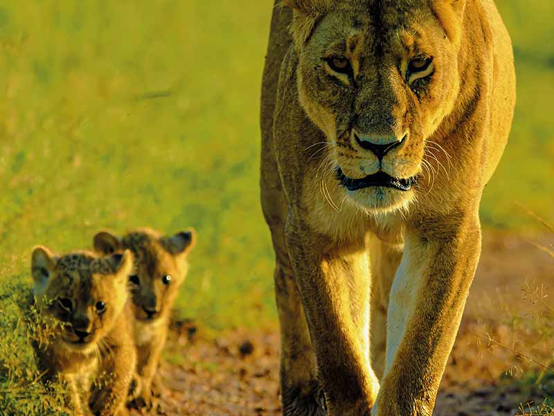 Private Safari Travel foto