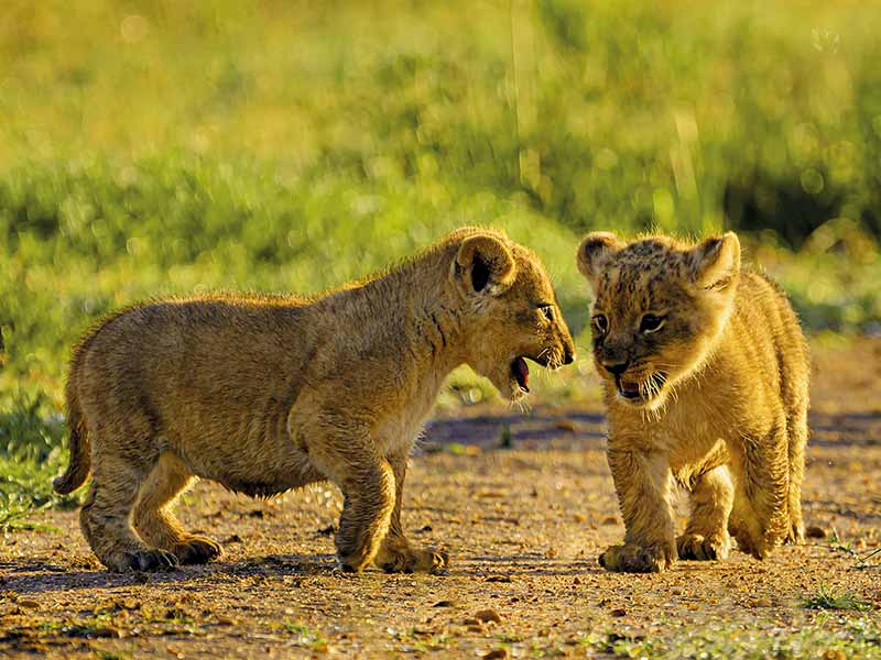 Private Safari Travel foto
