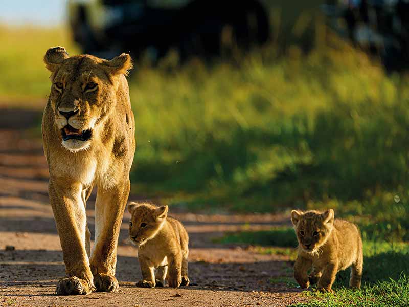 Private Safari Travel foto