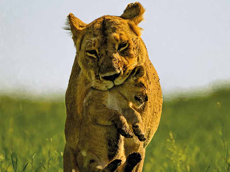 Private Safari Travel foto