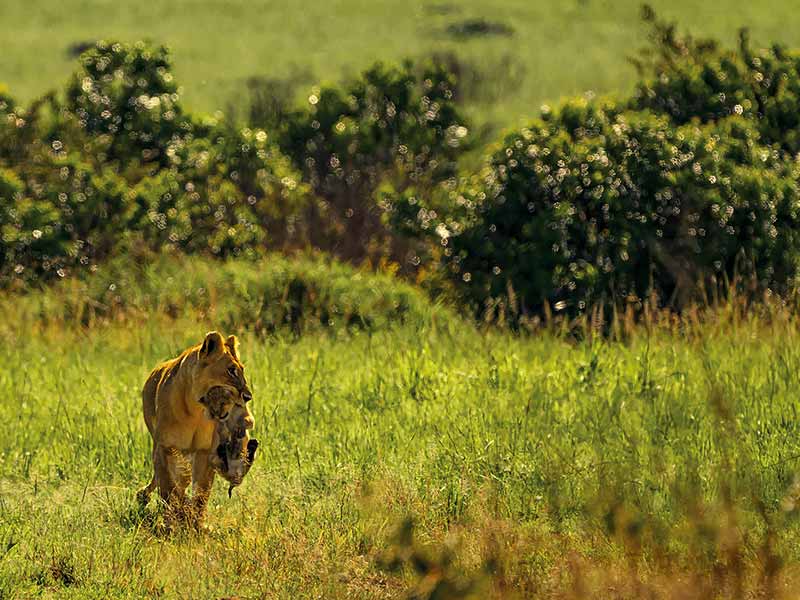 Private Safari Travel foto