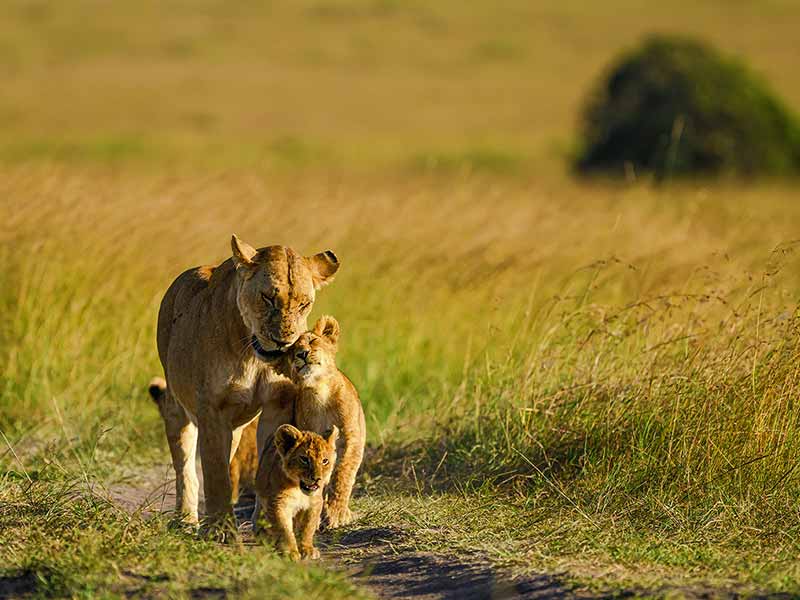Private Safari Travel foto