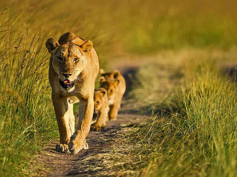 Private Safari Travel foto