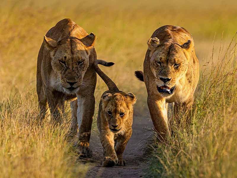 Private Safari Travel foto