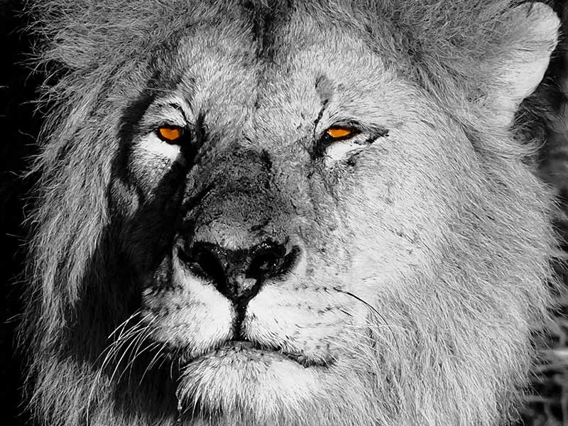 Private Safari Travel foto