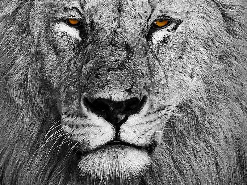 Private Safari Travel foto