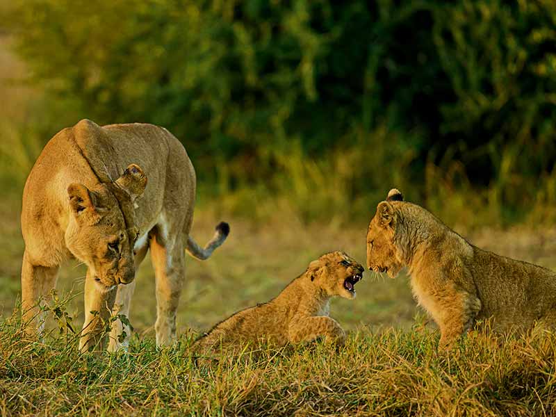 Private Safari Travel foto