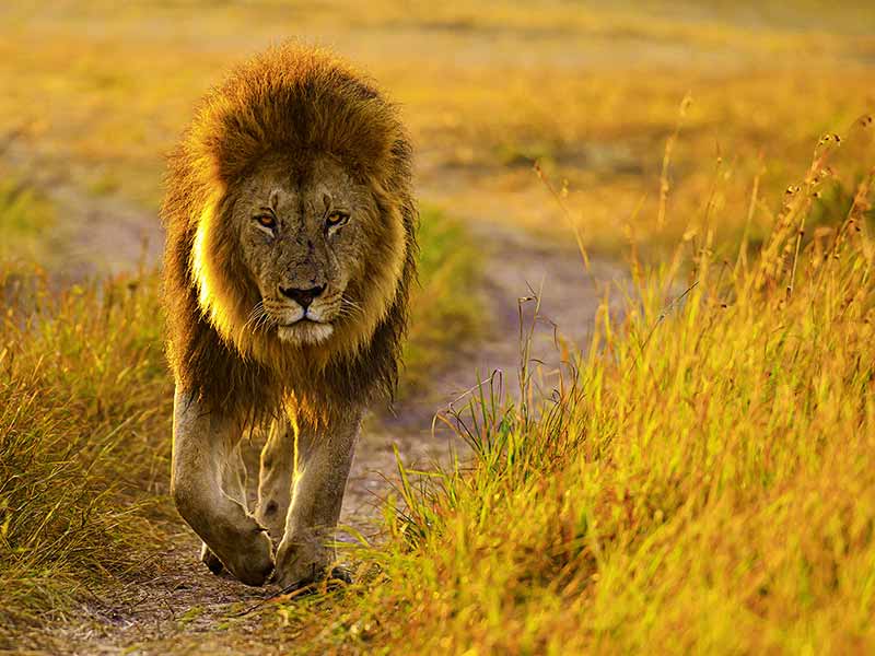 Private Safari Travel foto