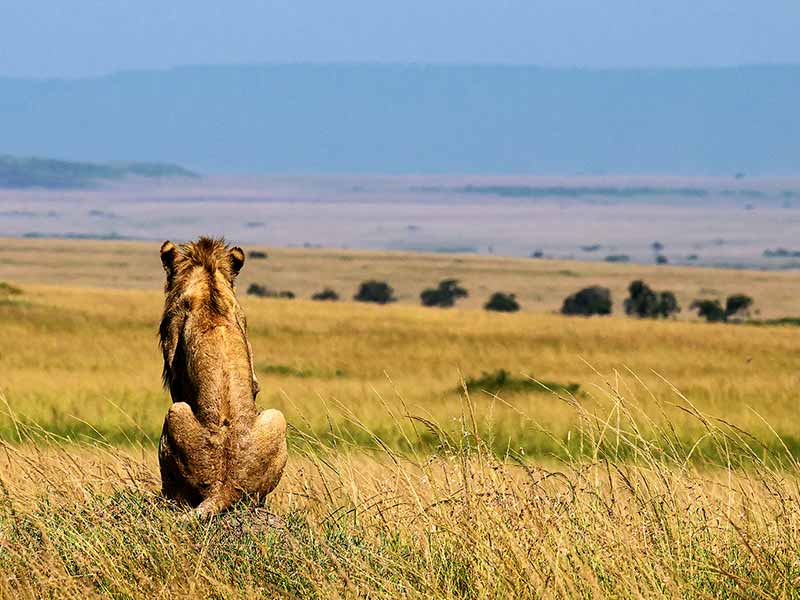 Private Safari Travel foto