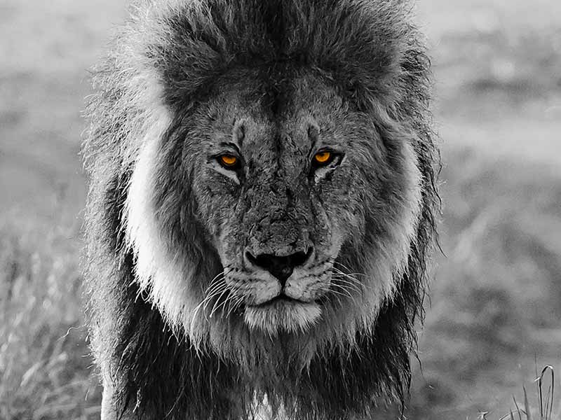 Private Safari Travel foto