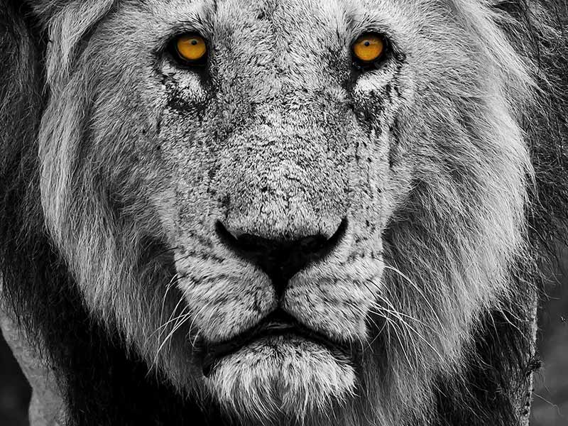 Private Safari Travel foto