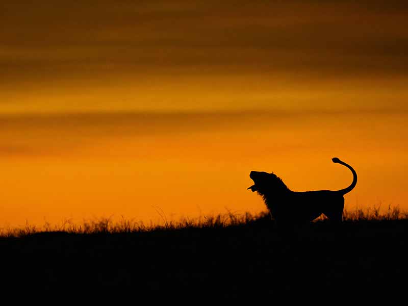 Private Safari Travel foto