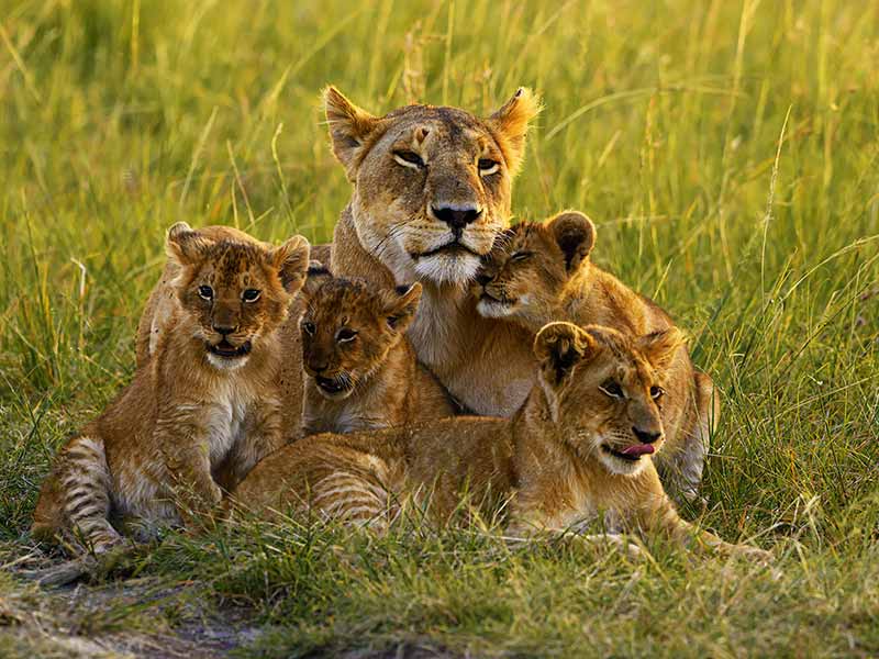 Private Safari Travel foto