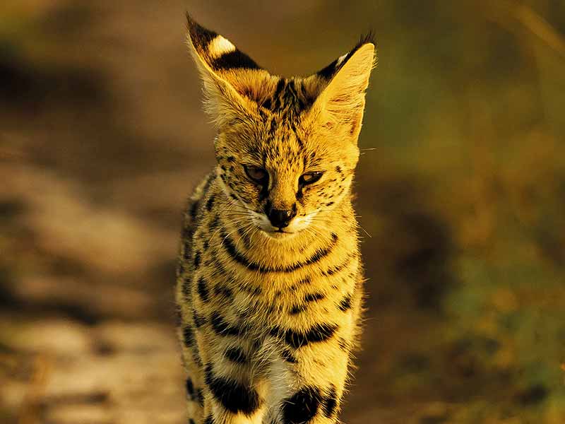 Private Safari Travel foto