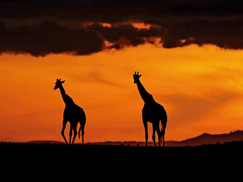 Private Safari Travel foto