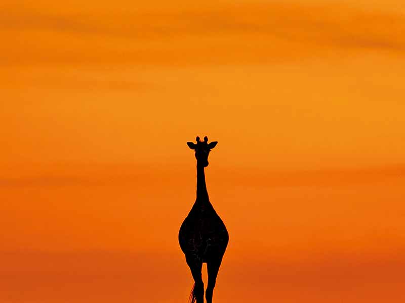 Private Safari Travel foto
