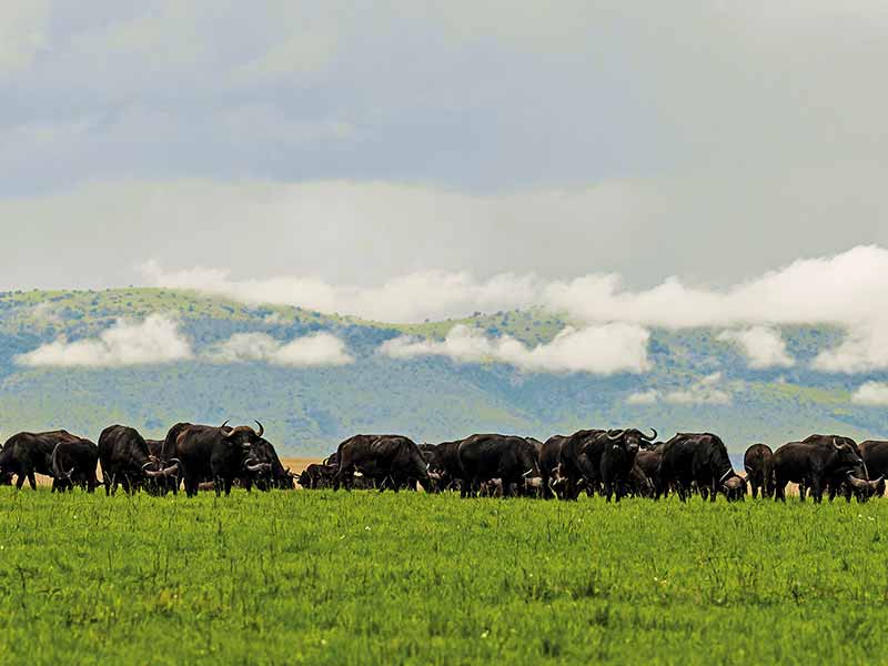Private Safari Travel foto