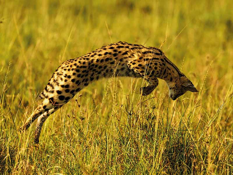 Private Safari Travel foto