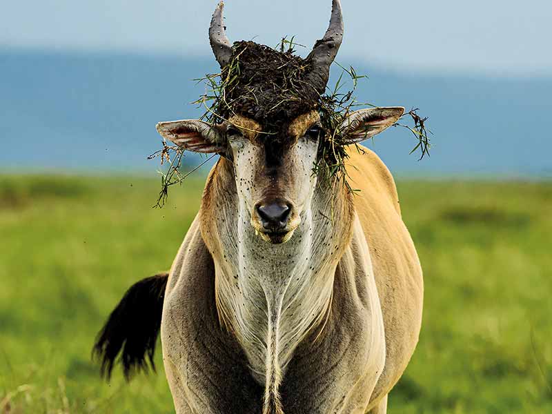 Private Safari Travel foto