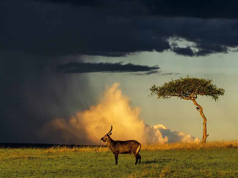 Private Safari Travel foto
