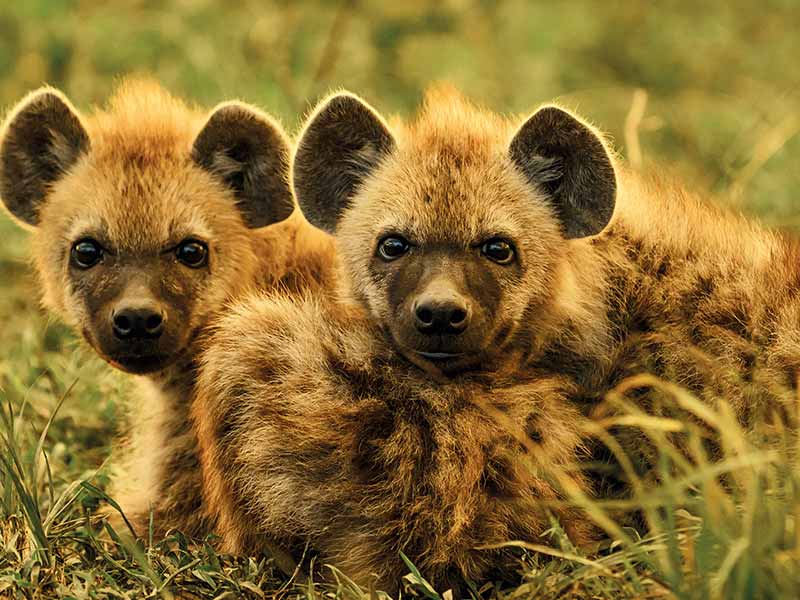 Private Safari Travel foto