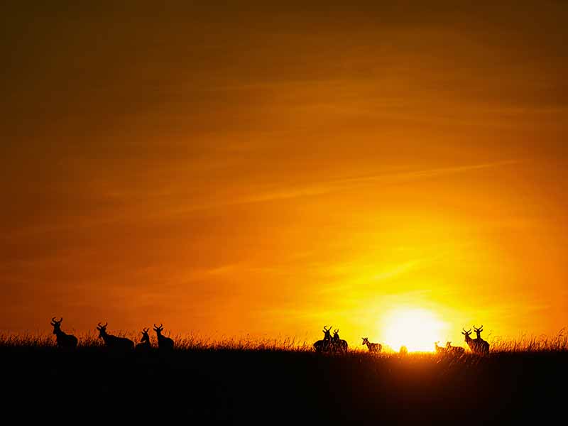Private Safari Travel foto