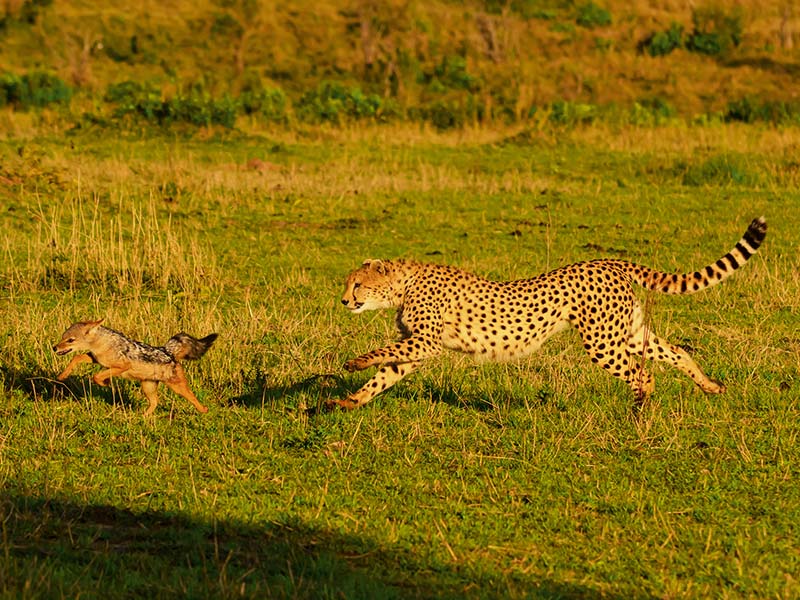 Private Safari Travel foto