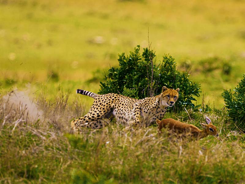 Private Safari Travel foto