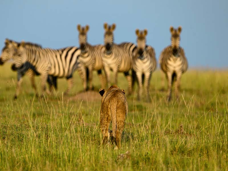 Private Safari Travel foto