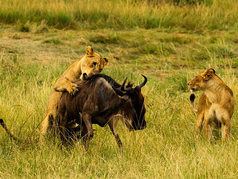 Private Safari Travel foto