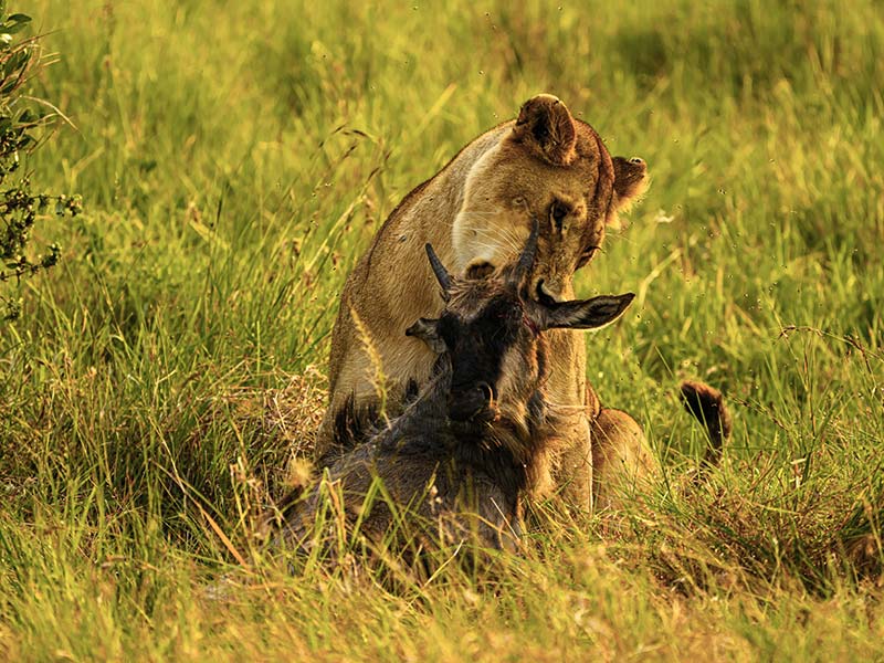 Private Safari Travel foto