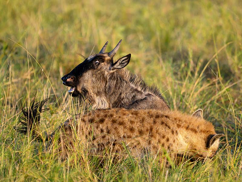 Private Safari Travel foto