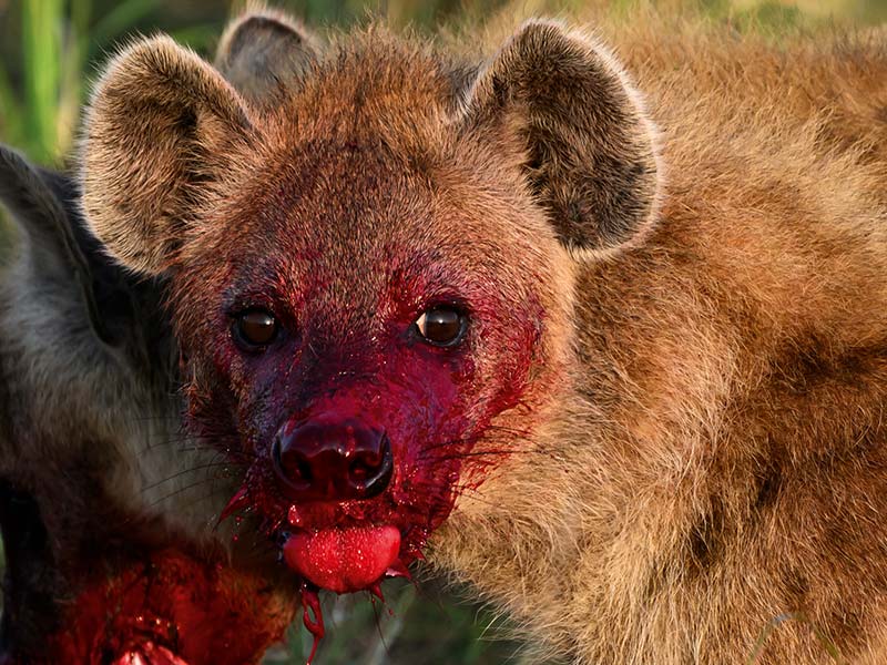 Private Safari Travel foto