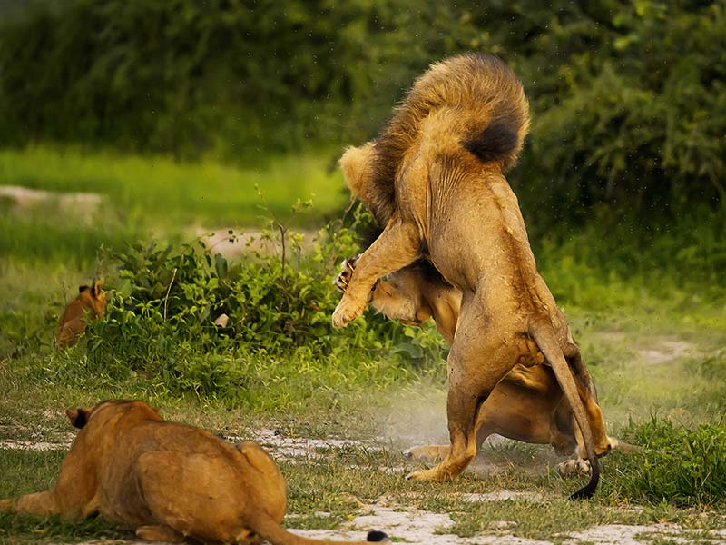 Private Safari Travel foto