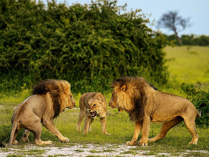 Private Safari Travel foto