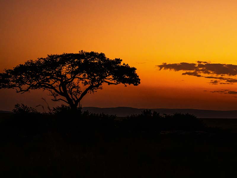 Private Safari Travel foto