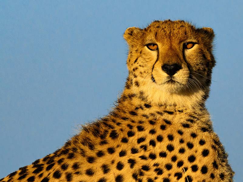 Private Safari Travel foto